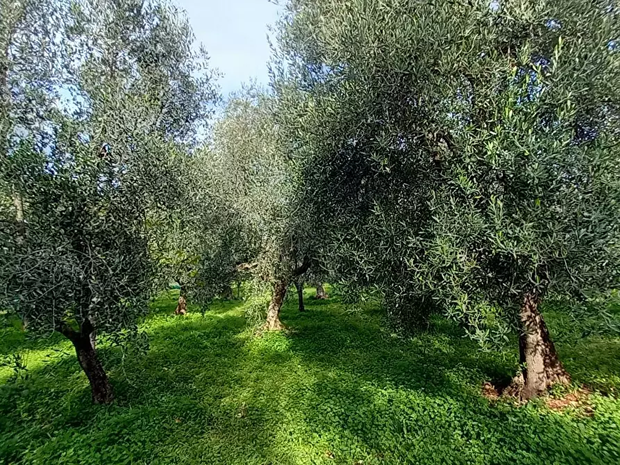 Immagine 14 di Terreno agricolo in vendita  in Contrada PIANO d'ERCOLE snc a Cagnano Varano