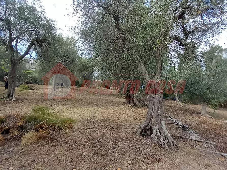 Immagine 4 di Terreno agricolo in vendita  in Contrada VALLONE DEI MULINI SNC a Cagnano Varano
