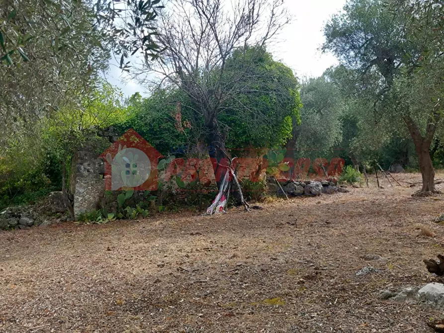 Immagine 7 di Terreno agricolo in vendita  in Contrada VALLONE DEI MULINI SNC a Cagnano Varano