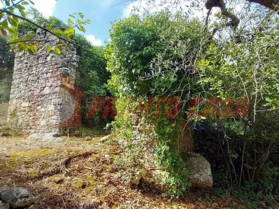 Immagine 9 di Terreno agricolo in vendita  in Contrada VALLONE DEI MULINI SNC a Cagnano Varano