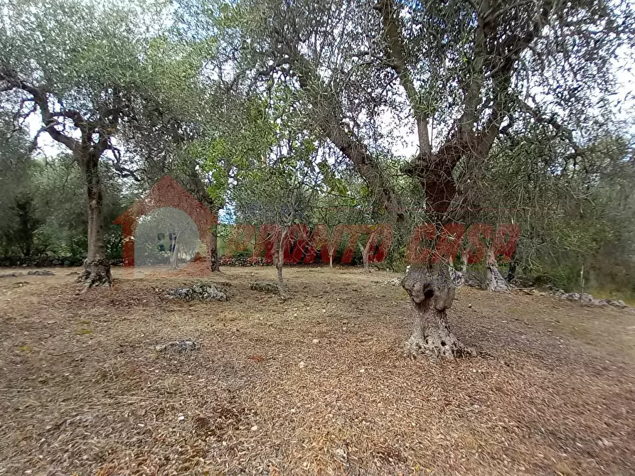 Immagine 11 di Terreno agricolo in vendita  in Contrada VALLONE DEI MULINI SNC a Cagnano Varano