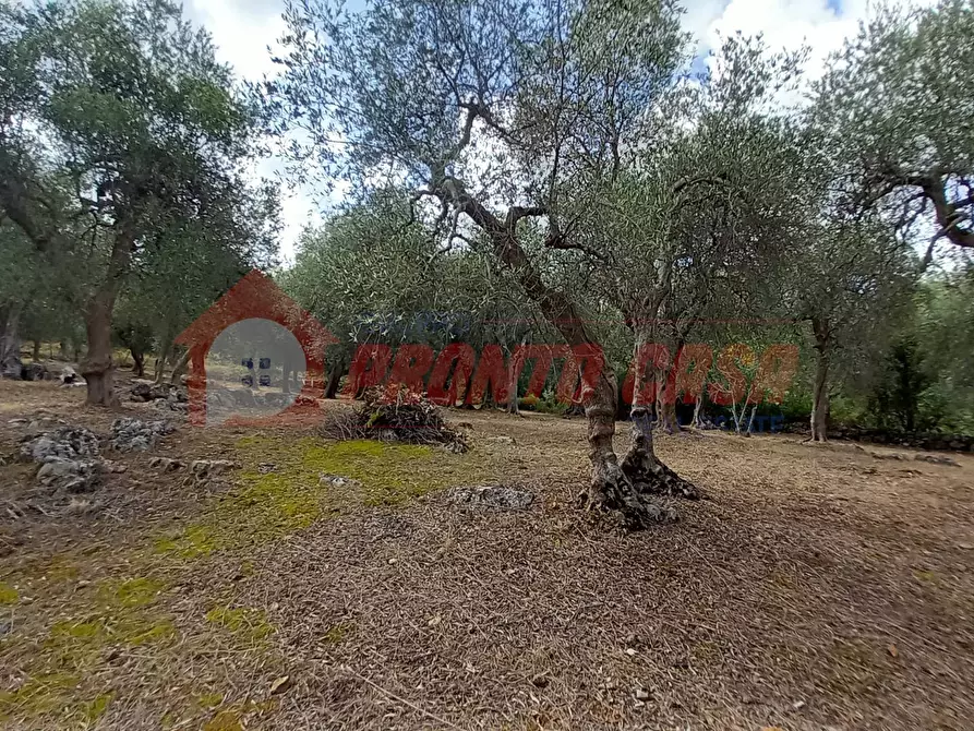 Immagine 12 di Terreno agricolo in vendita  in Contrada VALLONE DEI MULINI SNC a Cagnano Varano
