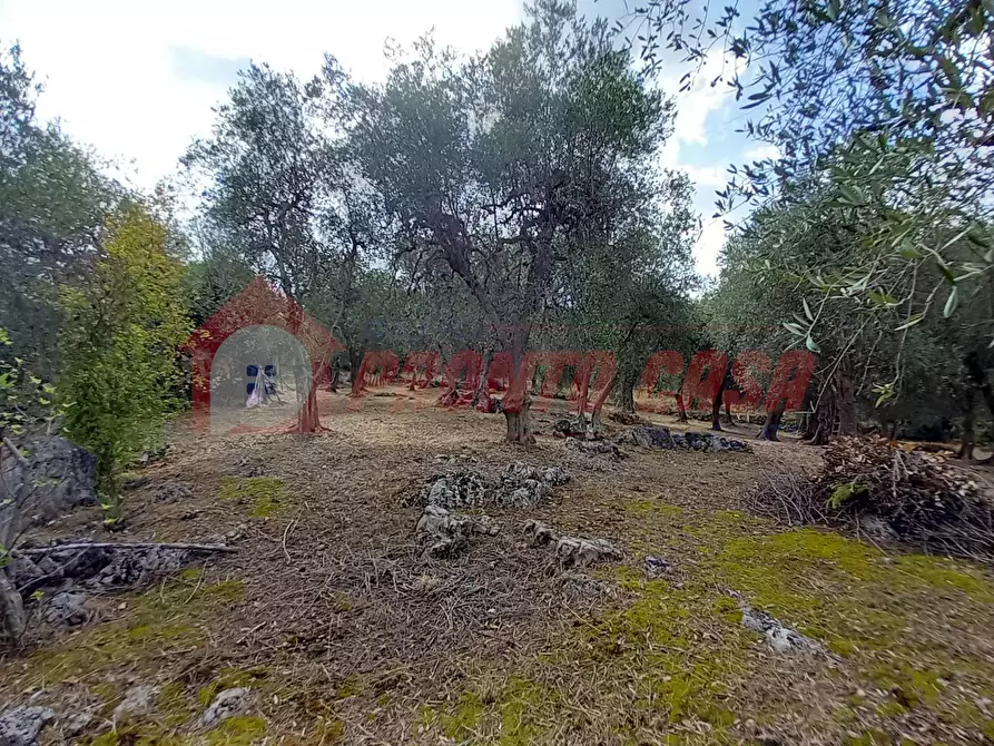 Immagine 13 di Terreno agricolo in vendita  in Contrada VALLONE DEI MULINI SNC a Cagnano Varano