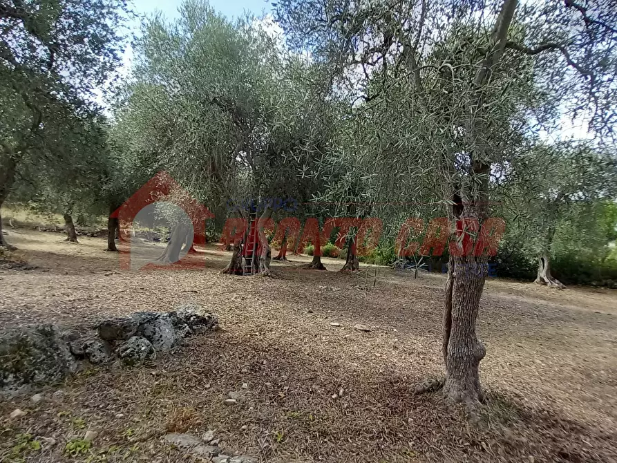 Immagine 14 di Terreno agricolo in vendita  in Contrada VALLONE DEI MULINI SNC a Cagnano Varano