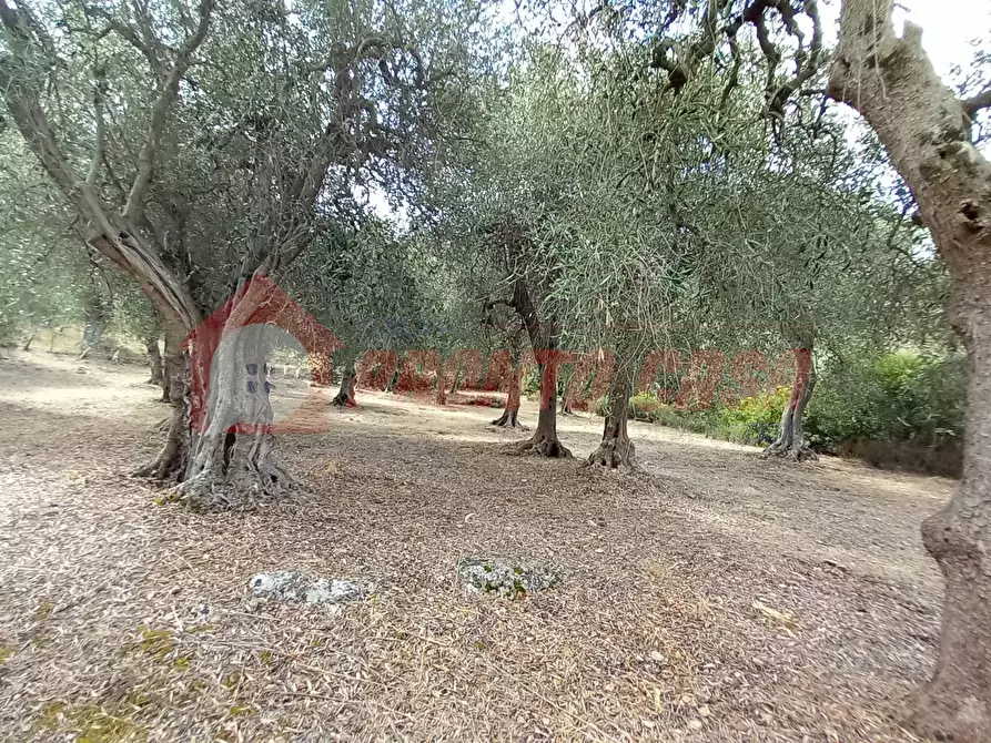 Immagine 15 di Terreno agricolo in vendita  in Contrada VALLONE DEI MULINI SNC a Cagnano Varano