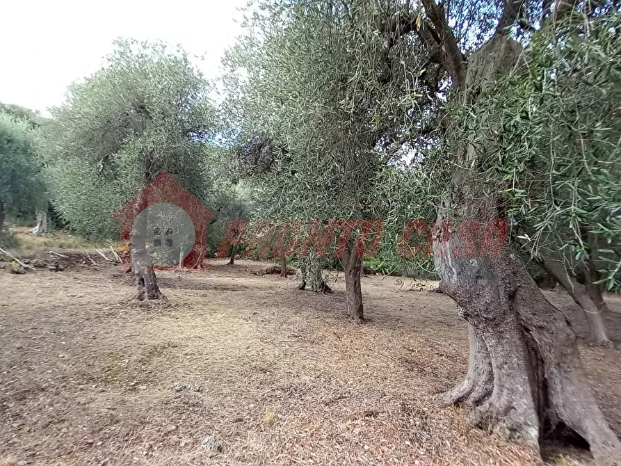 Immagine 17 di Terreno agricolo in vendita  in Contrada VALLONE DEI MULINI SNC a Cagnano Varano