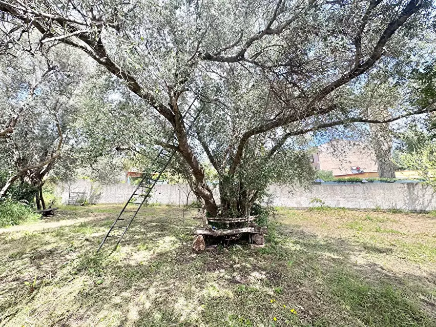 Immagine 2 di Terreno agricolo in affitto  in Via Luigi Cosenz a Palermo
