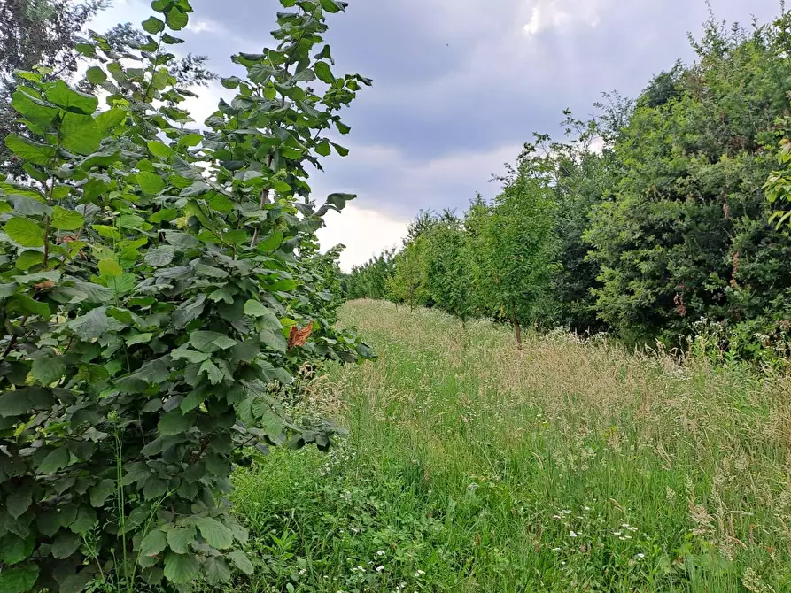 Immagine 1 di Terreno agricolo in vendita  in via San Sebastiano a Rivalta Di Torino