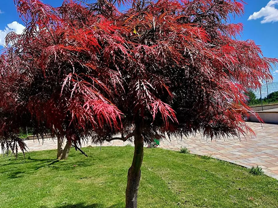 Immagine 47 di Villa in vendita  in Via ai Colli 24 a Ala Di Stura