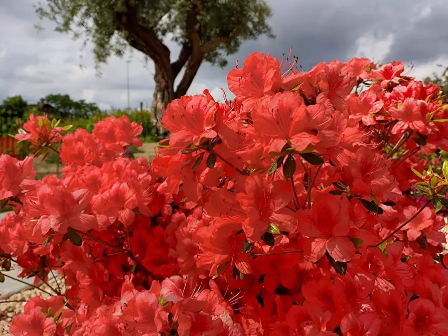 Immagine 55 di Villa in vendita  in Via ai Colli 24 a Ala Di Stura
