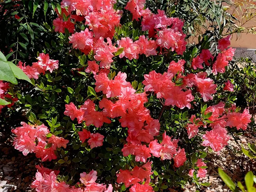 Immagine 56 di Villa in vendita  in Via ai Colli 24 a Ala Di Stura