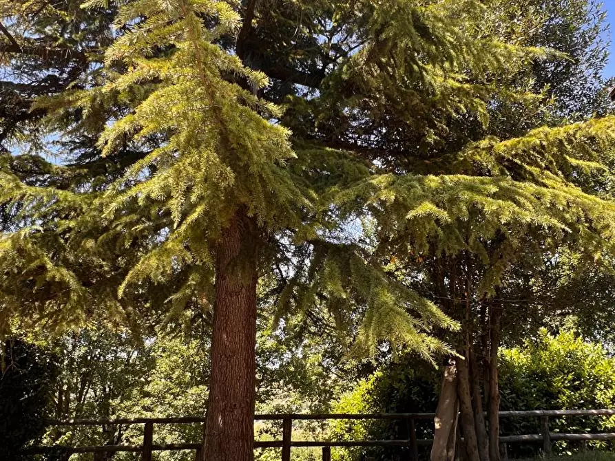 Immagine 35 di Rustico / casale in vendita  in Regione Secco 72 a Canelli