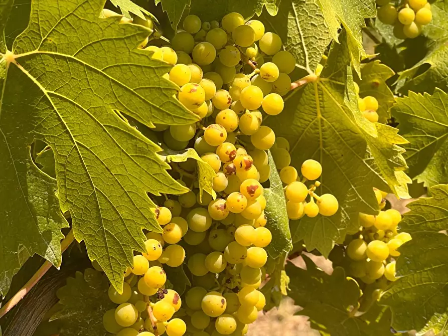 Immagine 1 di Rustico / casale in vendita  in Regione Secco 72 a Canelli