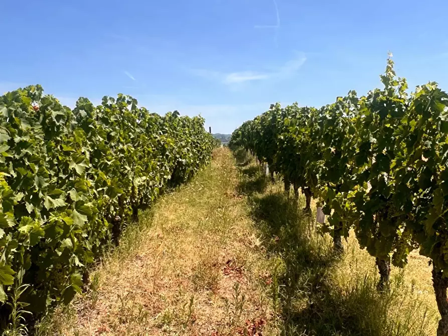 Immagine 58 di Rustico / casale in vendita  in Regione Secco 72 a Canelli