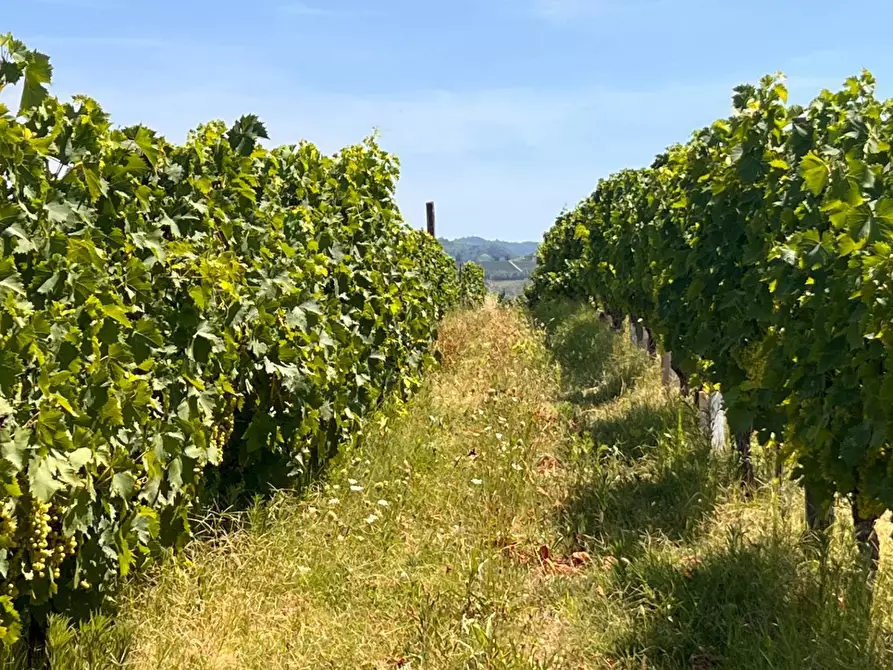 Immagine 59 di Rustico / casale in vendita  in Regione Secco 72 a Canelli