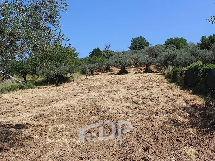 Immagine 15 di Terreno agricolo in vendita  in Strada della Fornace snc a Palombara Sabina