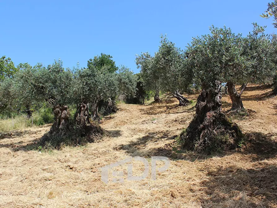 Immagine 18 di Terreno agricolo in vendita  in Strada della Fornace snc a Palombara Sabina