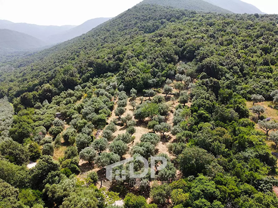 Immagine 3 di Terreno agricolo in vendita  in Strada di San Michele snc a Palombara Sabina