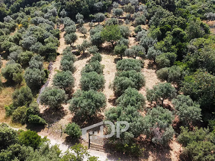 Immagine 4 di Terreno agricolo in vendita  in Strada di San Michele snc a Palombara Sabina