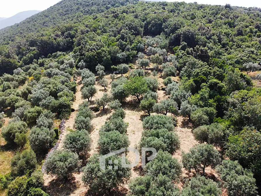 Immagine 5 di Terreno agricolo in vendita  in Strada di San Michele snc a Palombara Sabina