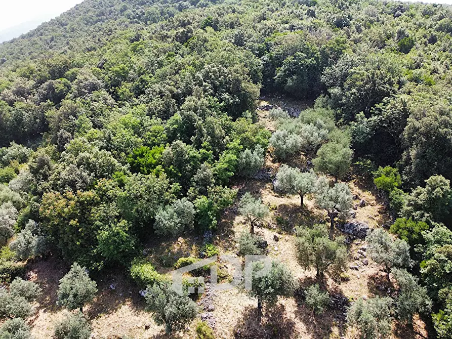 Immagine 6 di Terreno agricolo in vendita  in Strada di San Michele snc a Palombara Sabina