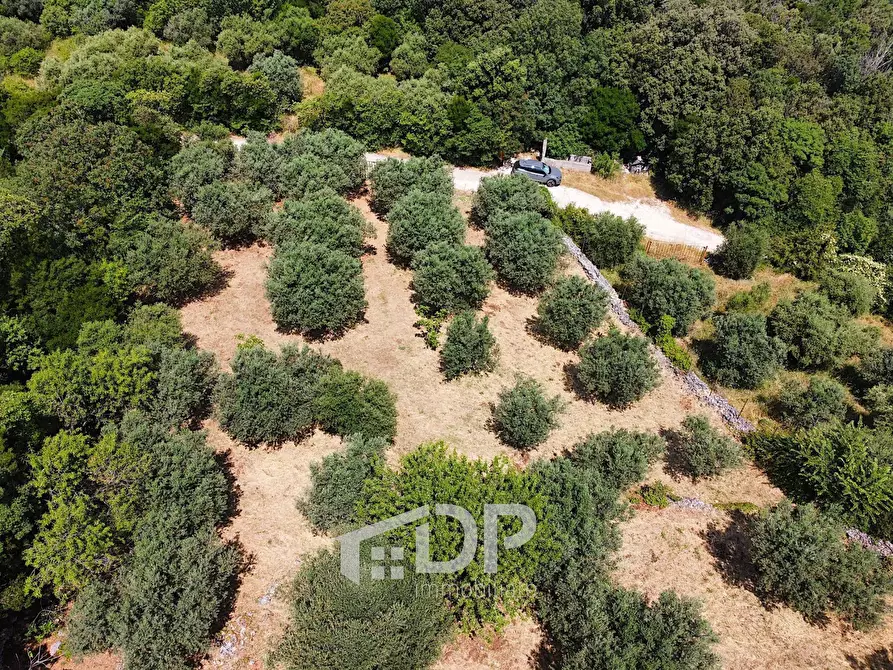 Immagine 7 di Terreno agricolo in vendita  in Strada di San Michele snc a Palombara Sabina