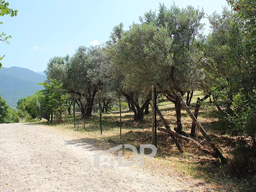 Immagine 11 di Terreno agricolo in vendita  in Strada di San Michele snc a Palombara Sabina