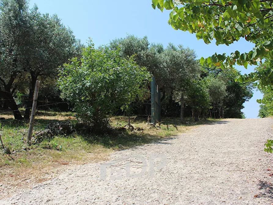 Immagine 13 di Terreno agricolo in vendita  in Strada di San Michele snc a Palombara Sabina