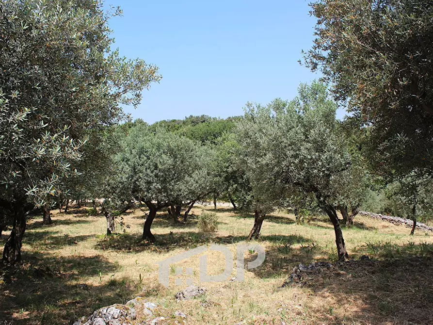 Immagine 20 di Terreno agricolo in vendita  in Strada di San Michele snc a Palombara Sabina