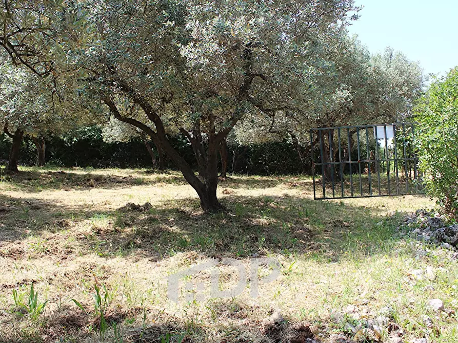 Immagine 16 di Terreno agricolo in vendita  in Strada di San Michele snc a Palombara Sabina