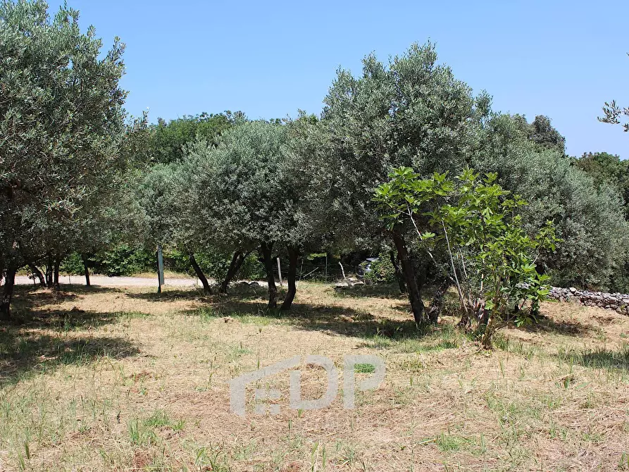 Immagine 19 di Terreno agricolo in vendita  in Strada di San Michele snc a Palombara Sabina