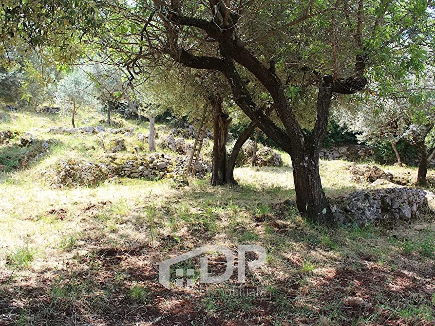 Immagine 23 di Terreno agricolo in vendita  in Strada di San Michele snc a Palombara Sabina
