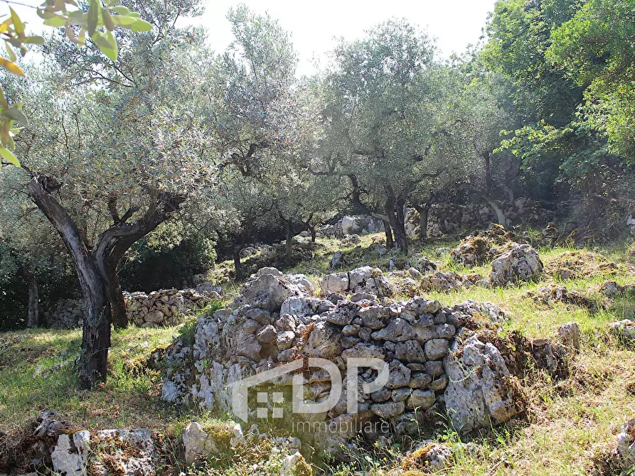Immagine 25 di Terreno agricolo in vendita  in Strada di San Michele snc a Palombara Sabina