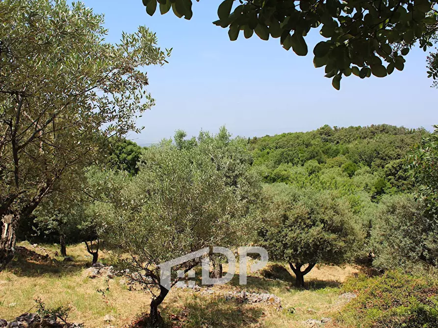Immagine 27 di Terreno agricolo in vendita  in Strada di San Michele snc a Palombara Sabina