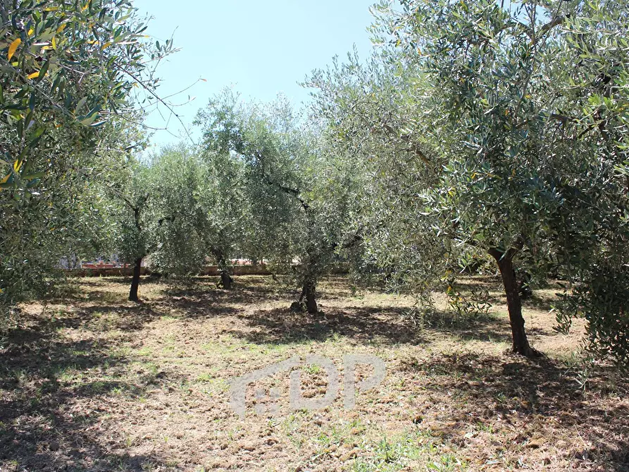 Immagine 63 di Casa indipendente in vendita  in Via dell'Uliveto 18 a Palombara Sabina