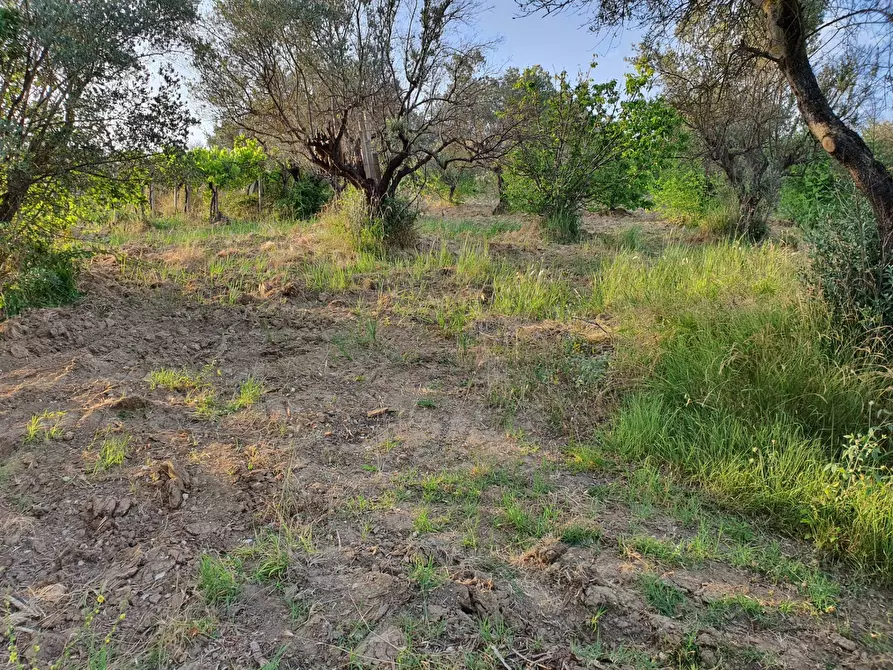 terreno agricolo in vendita a Marcellina