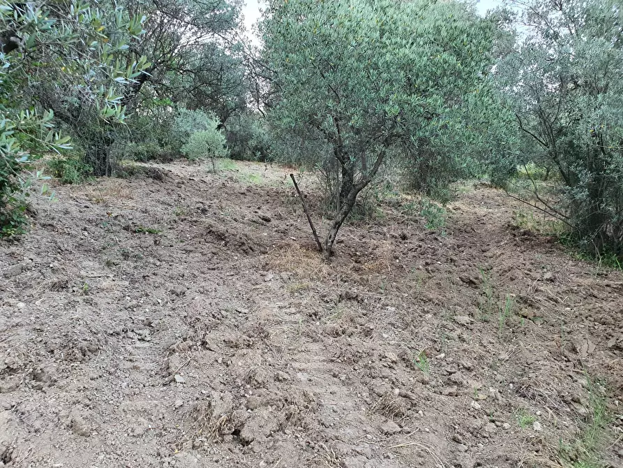 Immagine 11 di Terreno agricolo in vendita  in VIA SAUCCIA a Casape