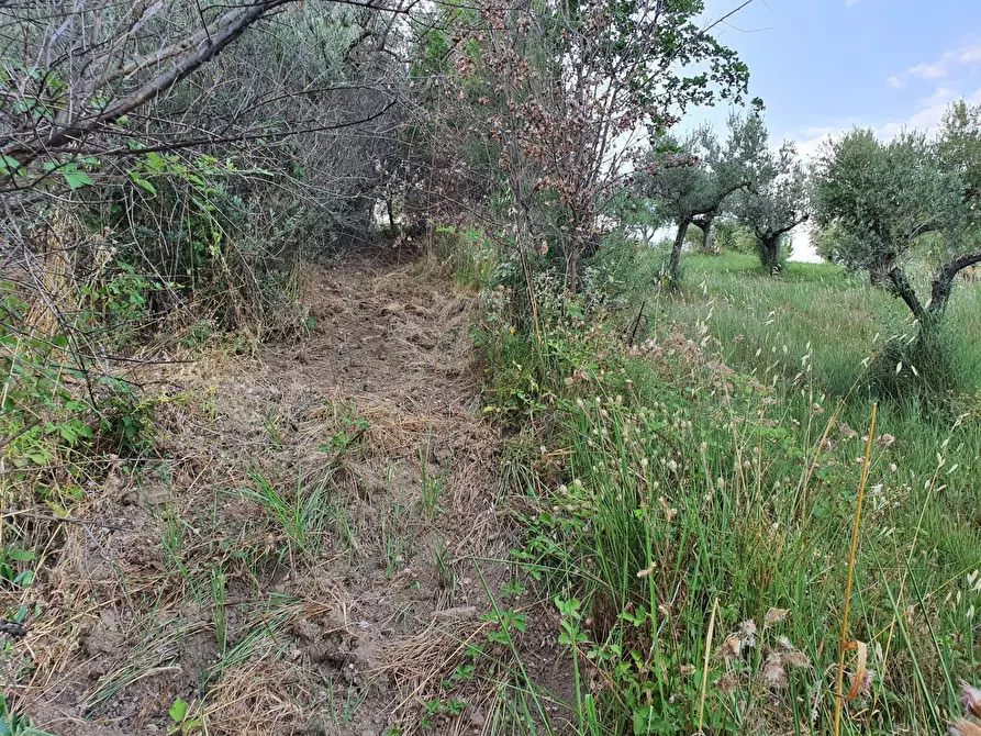 Immagine 13 di Terreno agricolo in vendita  in VIA SAUCCIA a Casape