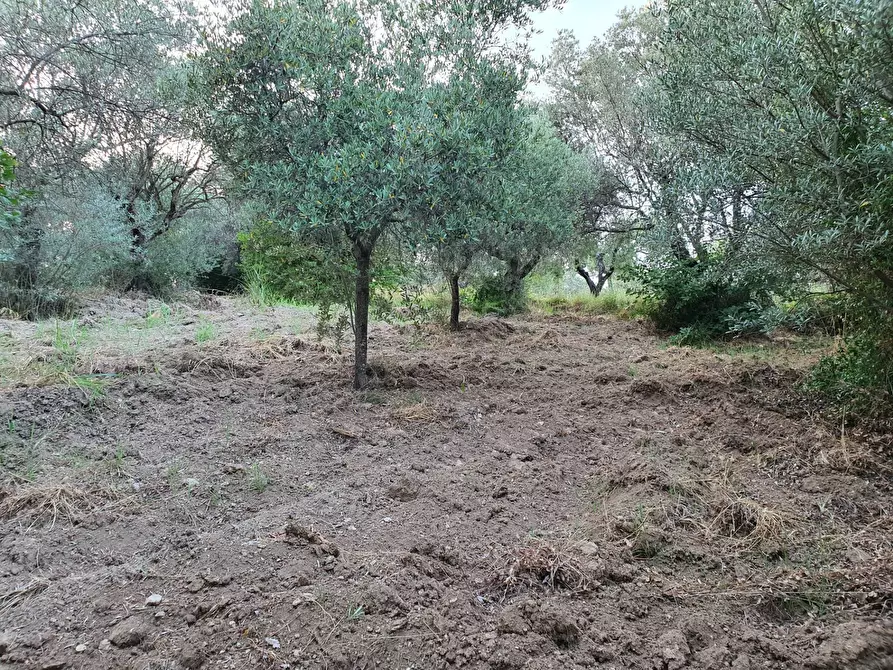 Immagine 8 di Terreno agricolo in vendita  in VIA SAUCCIA a Casape