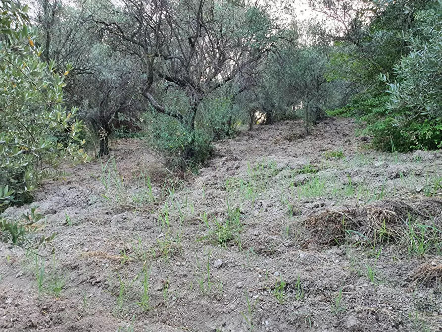 Immagine 18 di Terreno agricolo in vendita  in VIA SAUCCIA a Casape