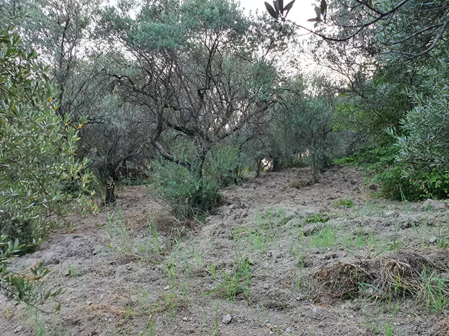 Immagine 12 di Terreno agricolo in vendita  in VIA SAUCCIA a Casape