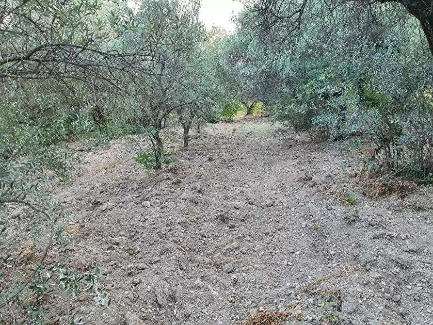 Immagine 14 di Terreno agricolo in vendita  in VIA SAUCCIA a Casape