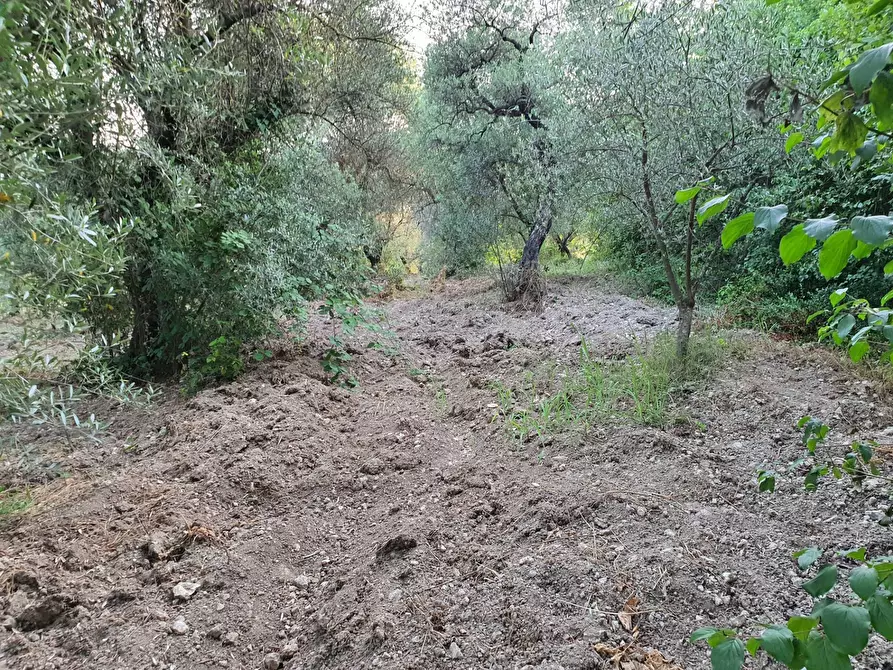Immagine 17 di Terreno agricolo in vendita  in VIA SAUCCIA a Casape