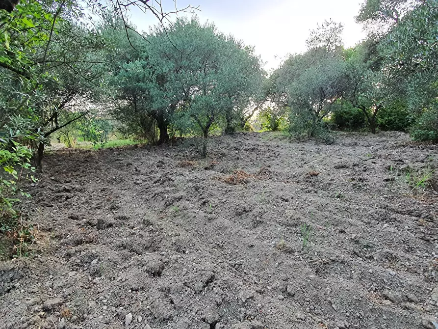 Immagine 15 di Terreno agricolo in vendita  in VIA SAUCCIA a Casape