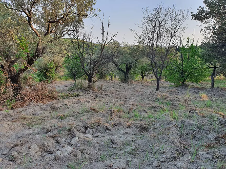 Immagine 10 di Terreno agricolo in vendita  in VIA SAUCCIA a Casape