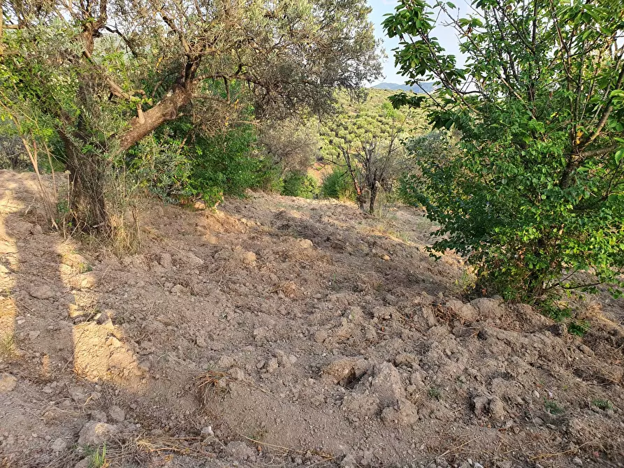 Immagine 3 di Terreno agricolo in vendita  in VIA SAUCCIA a Casape