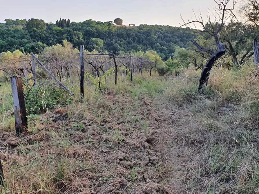 Immagine 16 di Terreno agricolo in vendita  in VIA SAUCCIA a Casape