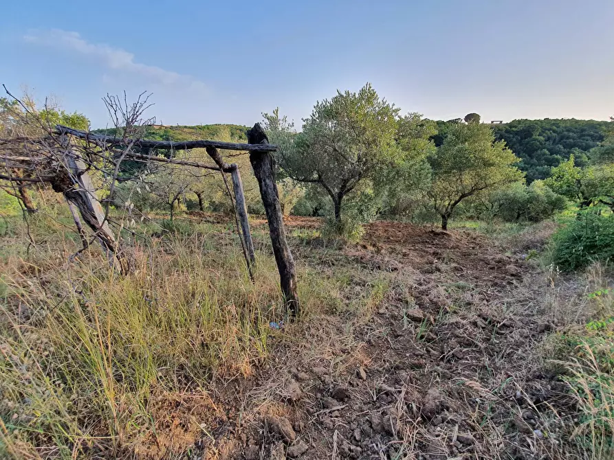 terreno agricolo in vendita a Marcellina