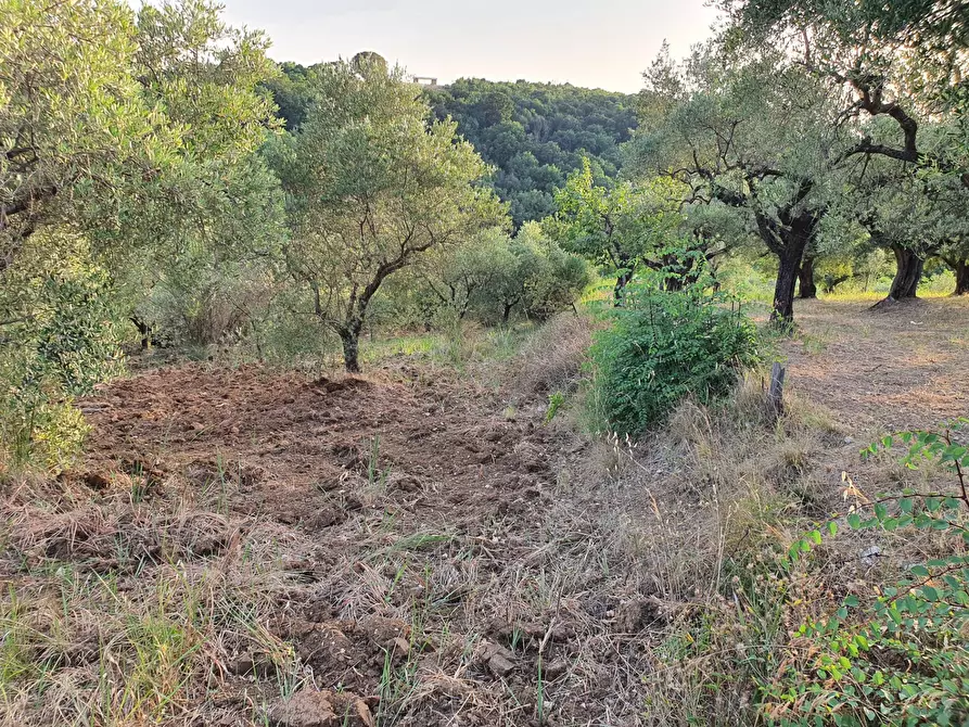Immagine 4 di Terreno agricolo in vendita  in VIA SAUCCIA a Casape