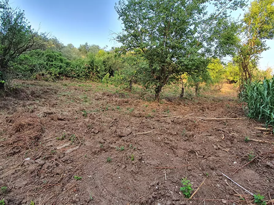 Immagine 19 di Terreno agricolo in vendita  in VIA SAUCCIA a Casape